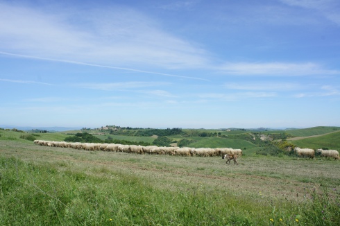 A herd of Tuscan sheep (and a sheep dog!)